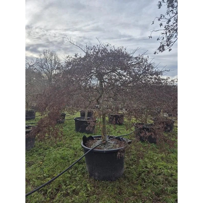 Acer Palmatum 'Inaba-shidare' 100cm Pot 270cm Height Outdoor Tree