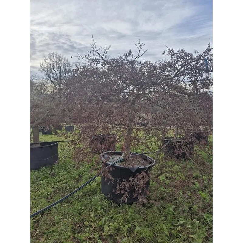 Acer Palmatum 'Inaba-shidare' 112cm Pot 270cm Height Outdoor Tree