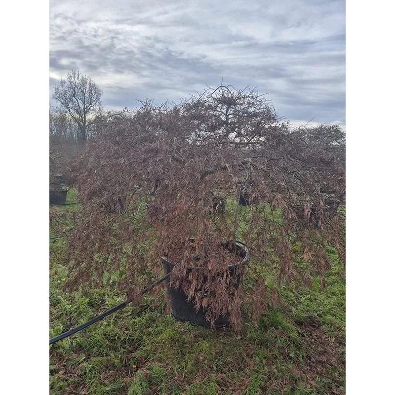 Acer Palmatum 'Ornatum' 100cm Pot 220cm Height Outdoor Tree