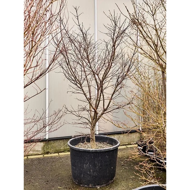 Acer Palmatum 'Osakazuki' 80cm Pot 270cm Height Outdoor Tree