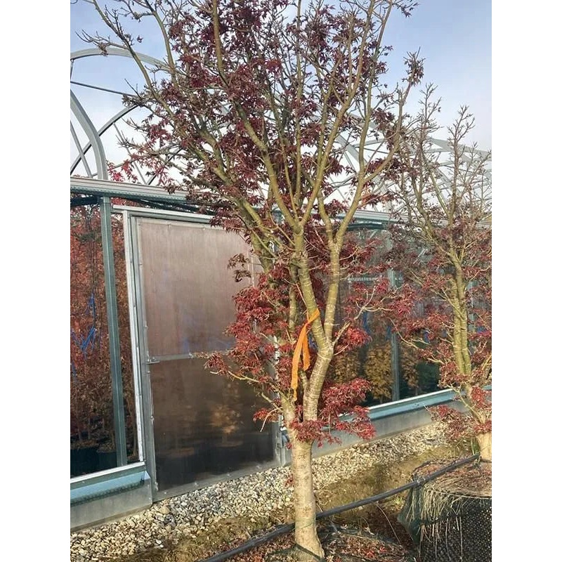 Acer Palmatum 'Shishigashira' 112cm Pot 300cm Height Outdoor Tree