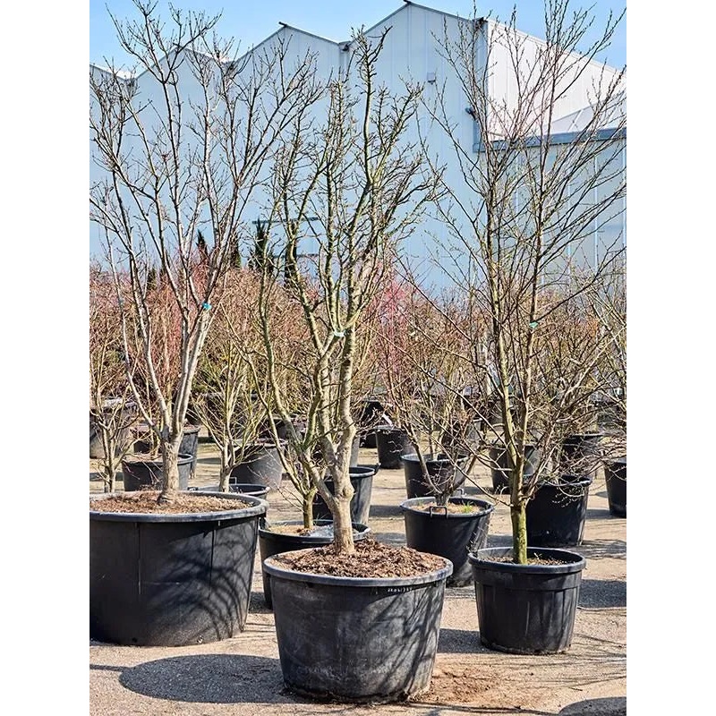 Acer Palmatum 'Shishigashira' 85cm Pot 300cm Height Outdoor Tree