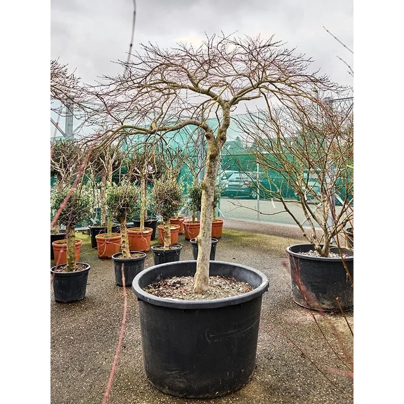 Acer Palmatum 'Stella Rossa' 100cm Pot 240cm Height Outdoor Tree