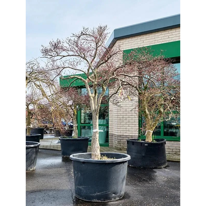 Acer Palmatum 'Stella Rossa' 100cm Pot 290cm Height Outdoor Tree