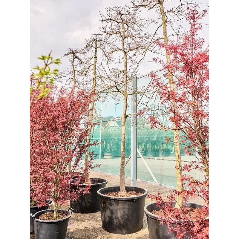 Acer Palmatum 'Viridis' 85cm Pot 400cm Height Outdoor Tree
