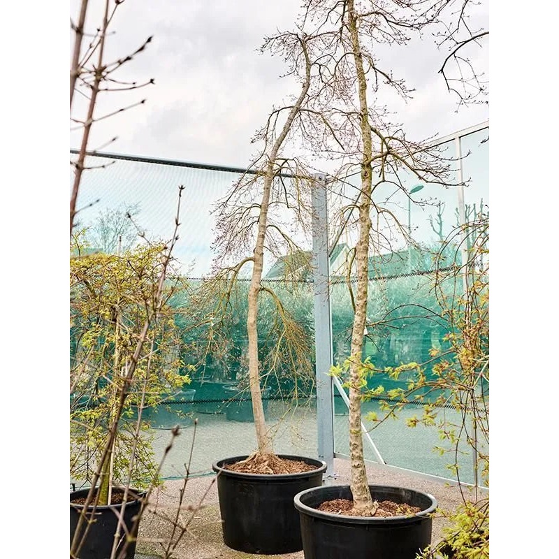 Acer Palmatum 'Viridis' 85cm Pot 420cm Height Outdoor Tree