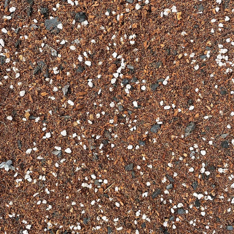 Ficus & Palm Potting Mix 2.5ltr