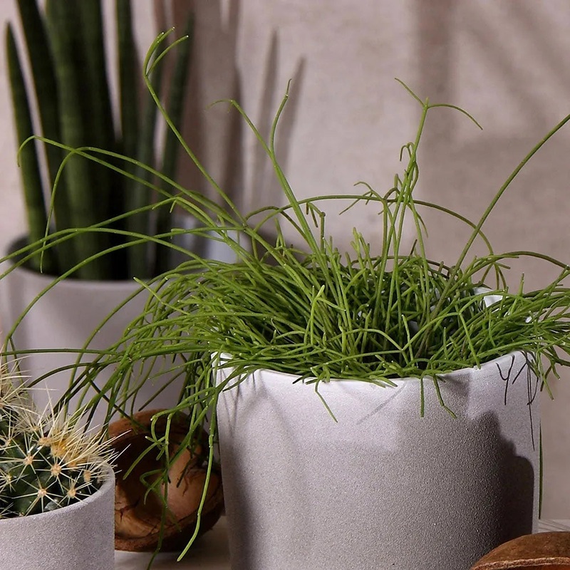 Leon Cement Planter 28cm Dia