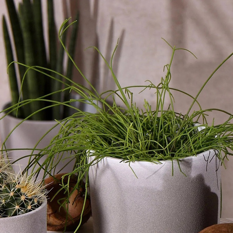 Leon Cement Planter 32cm Dia