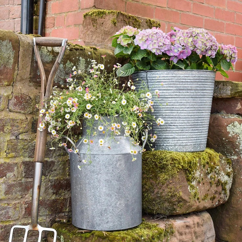 Galvanised Milk Churn 42cm Height
