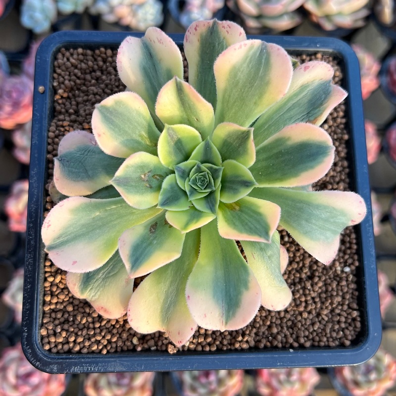Aeonium 'Gold Emerald' 3" Succulent Plant Cutting