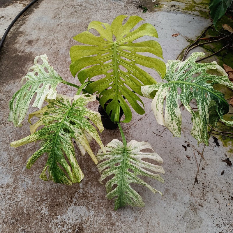XL 60cm White Monster Monstera (Exact Plant) 14cm Pot