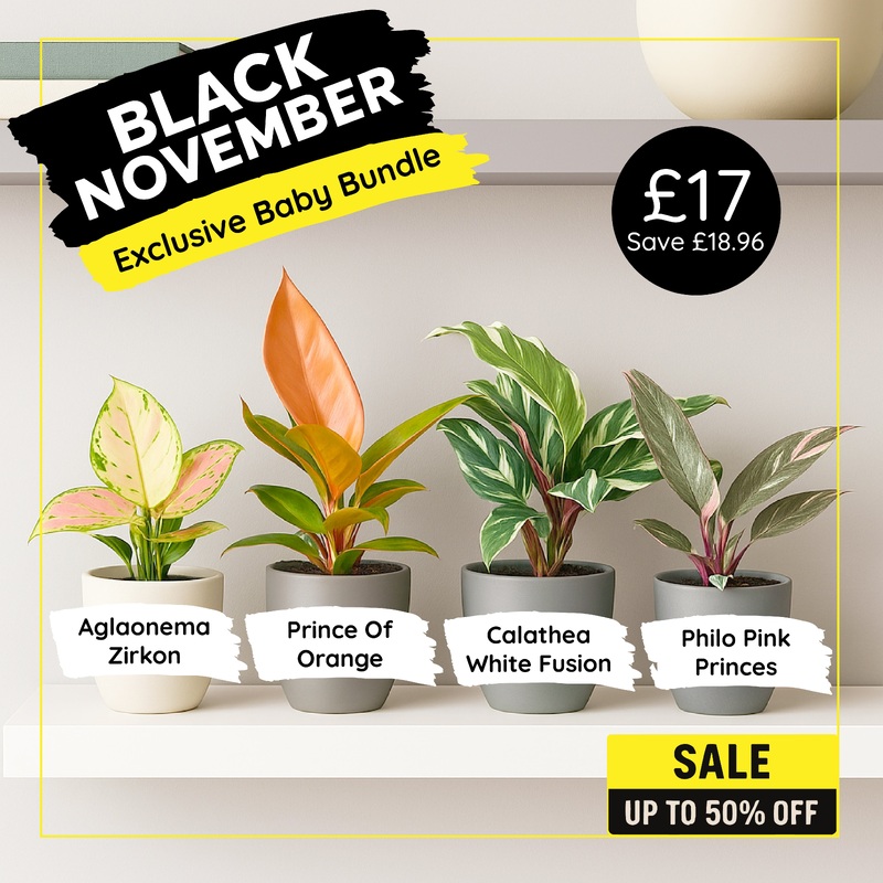 Exclusive Baby Bundle