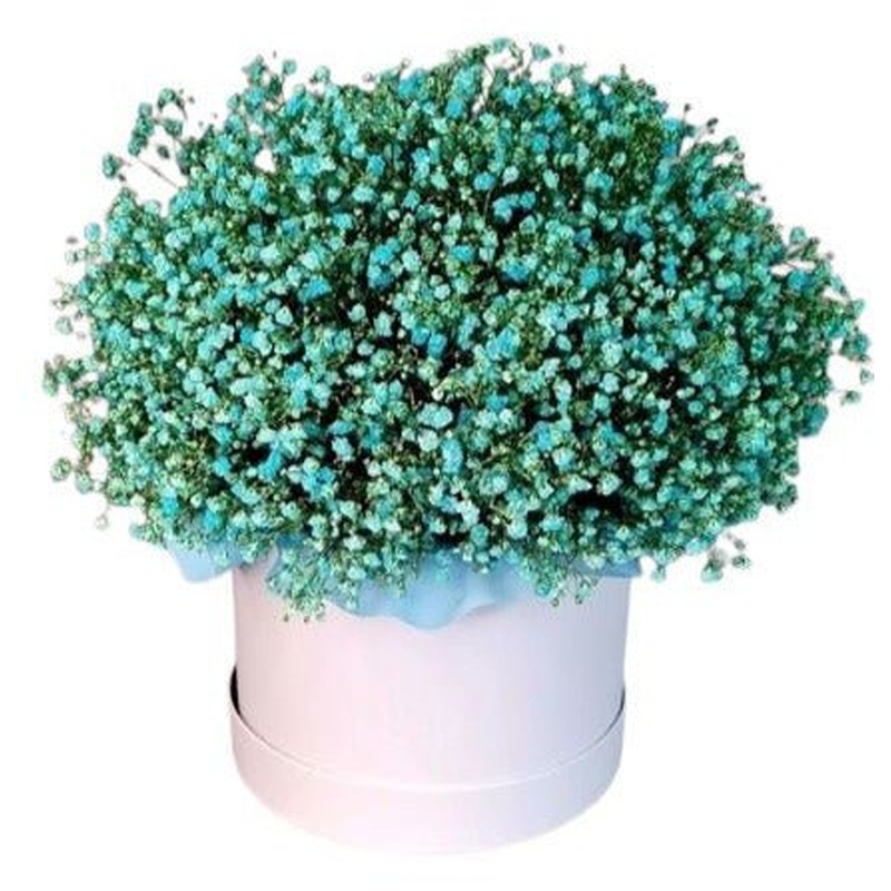 Green Gypsophila Box