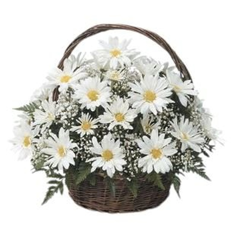 Delightful Basket of Daisy with Gypsophila