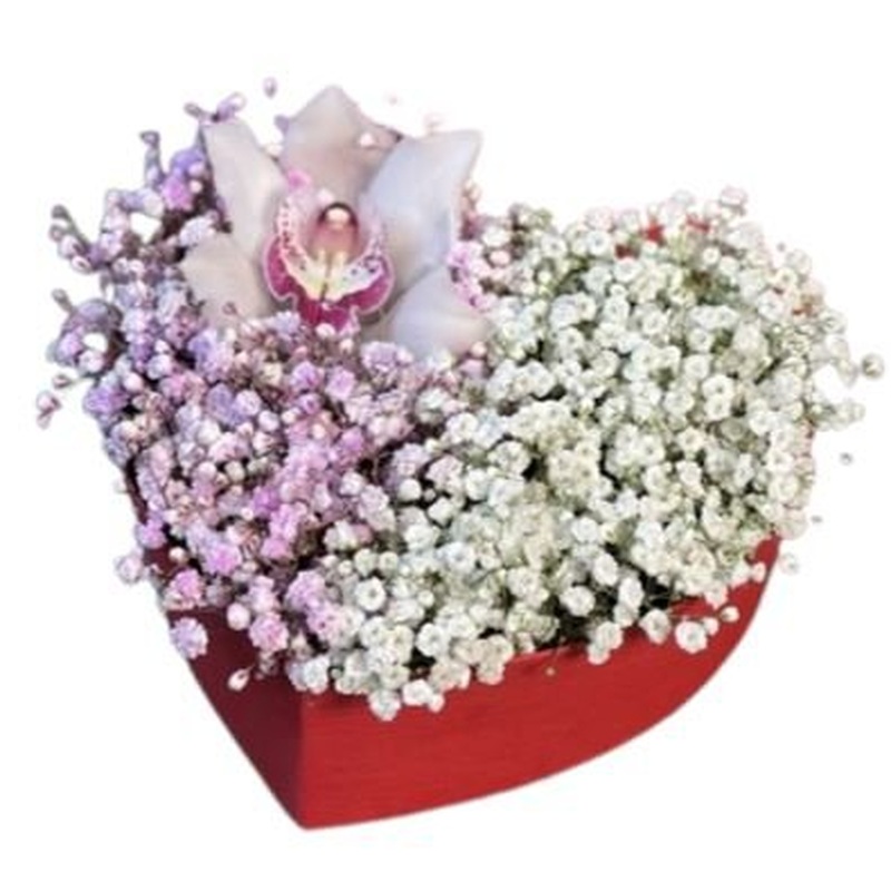 Cute Box of Two Colours Gypsophila with Cymbidium Orchids
