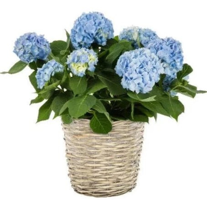 Hydrangea Basket Arrangement