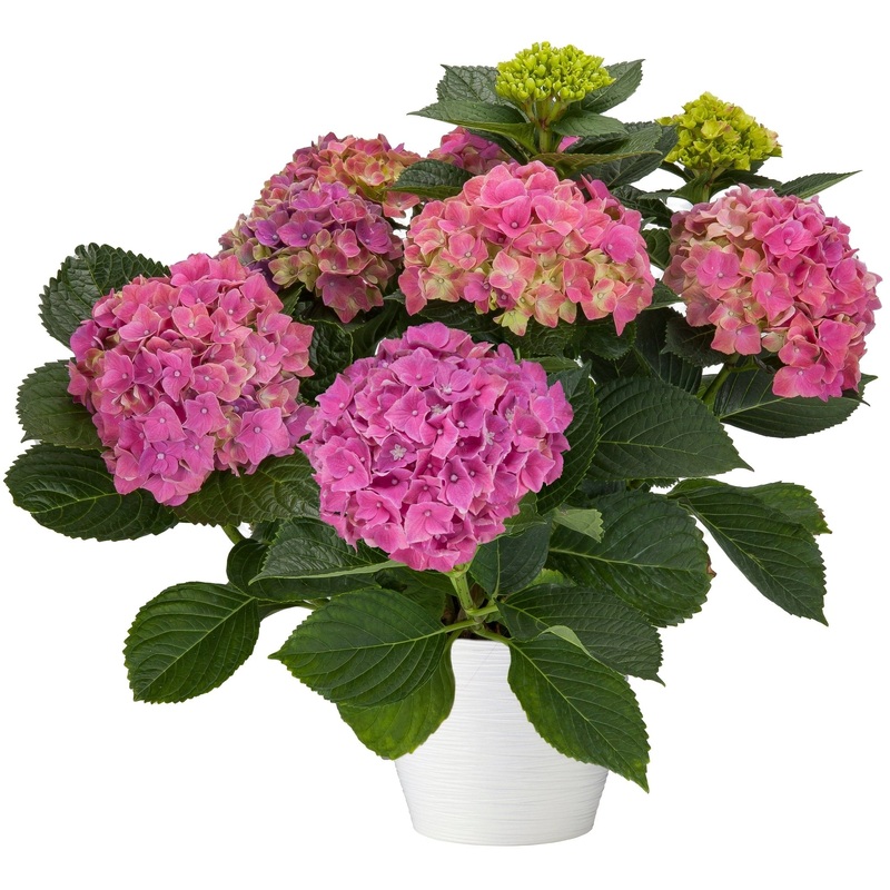 Hydrangea in Ceramic Pot