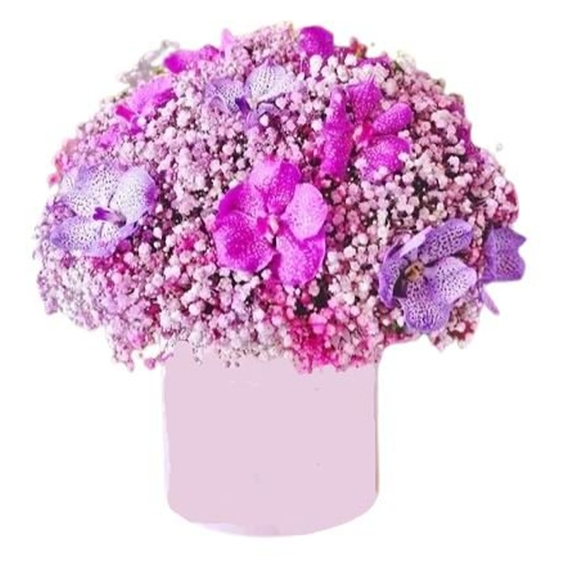 Pink Gypsophila Box with Vanda Orchids