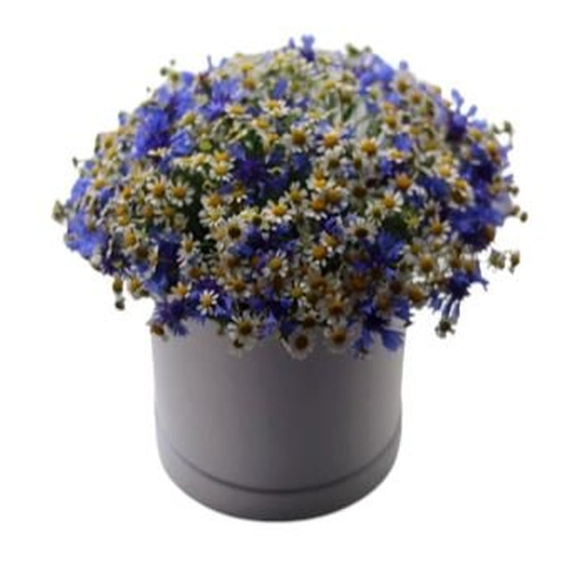 Cornflowers and Tanacetum Box