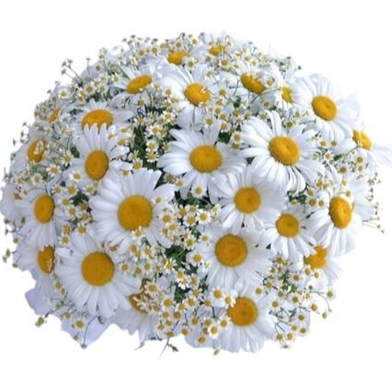 Daisies and Tanacetum Bouquet