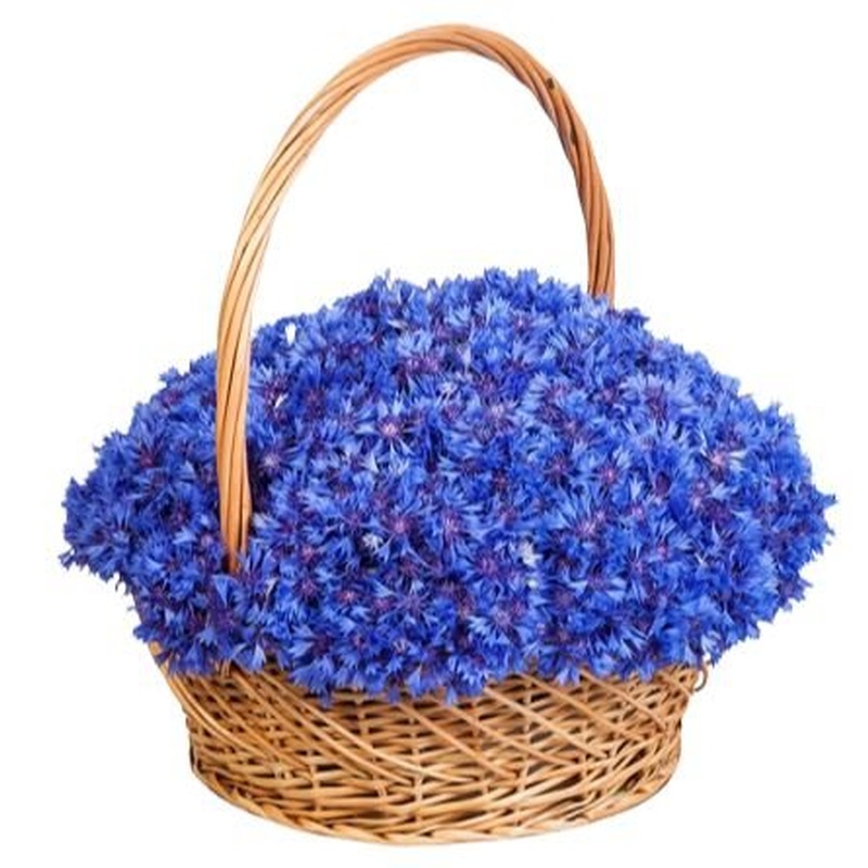 Cornflowers in Basket