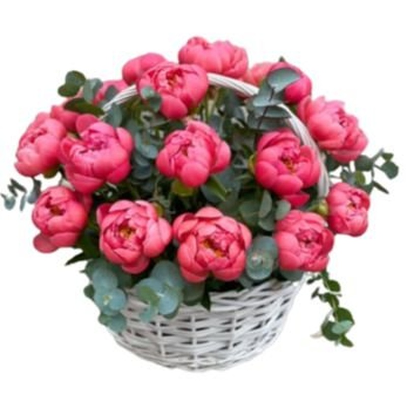 Luxury Coral Peonies with Eucalyptus Basket