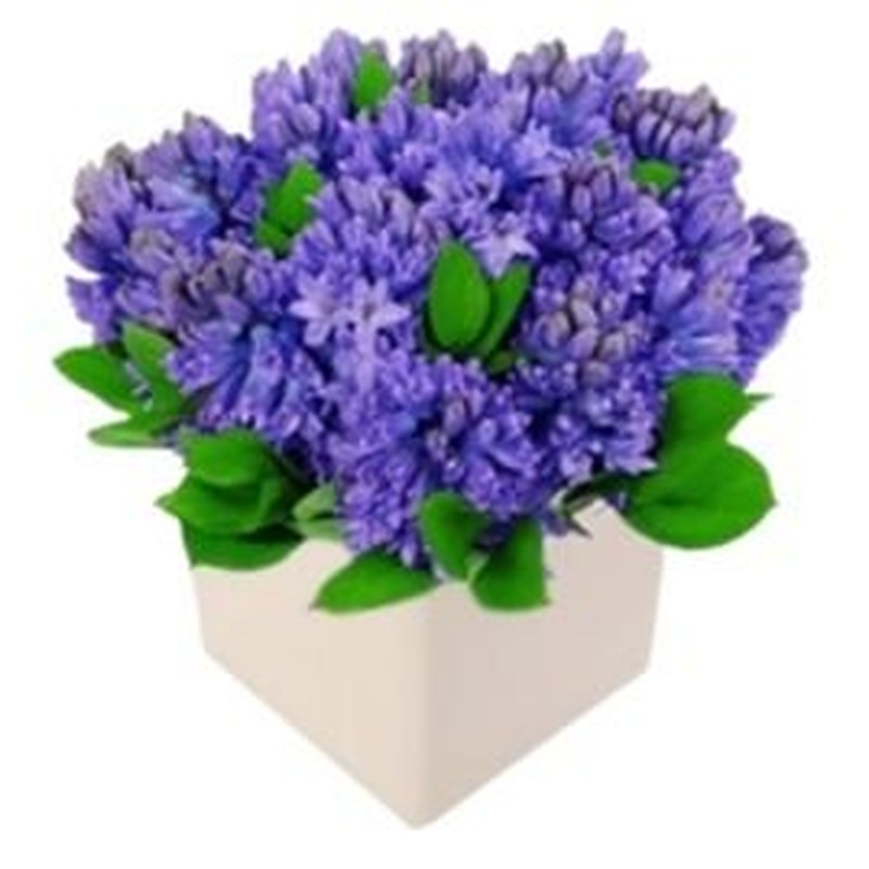 Fragrant Hyacinths in a Box