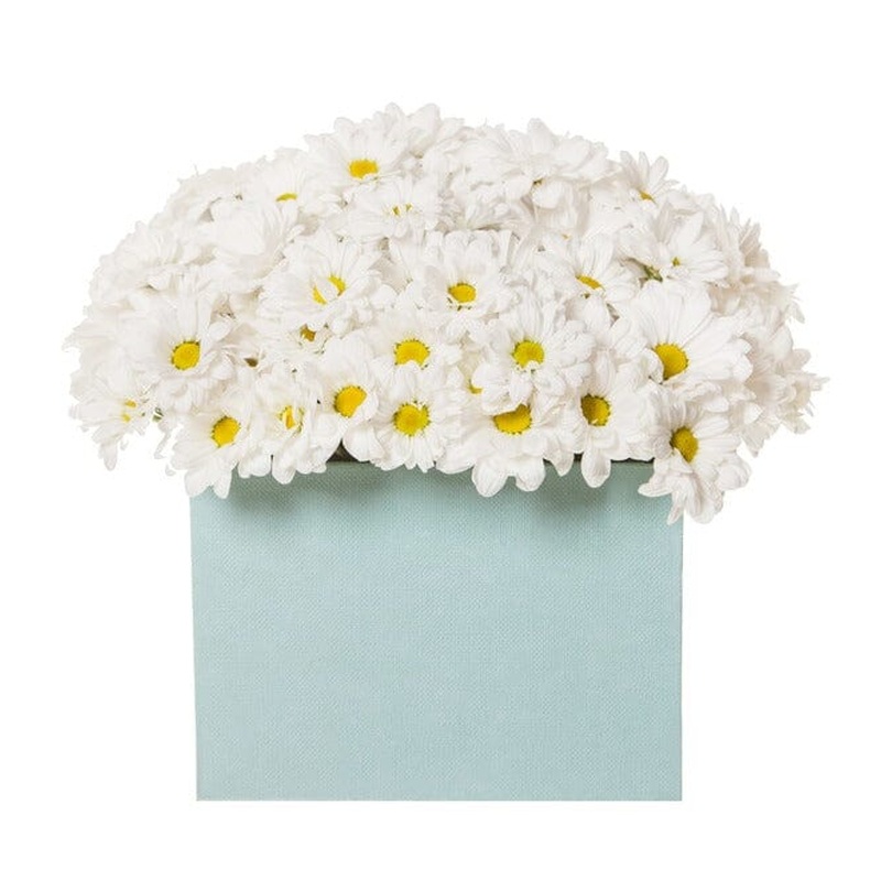 Pretty Box of Daisy Chrysanthemum