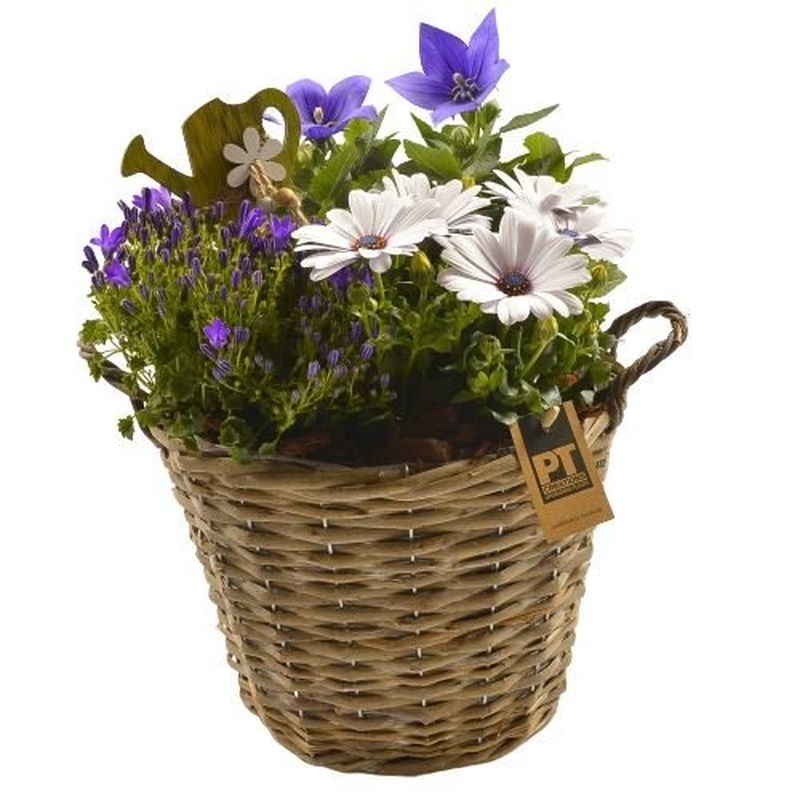 Assorted Plant in the Basket