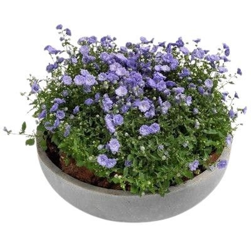 Campanula in Ceramic Pot