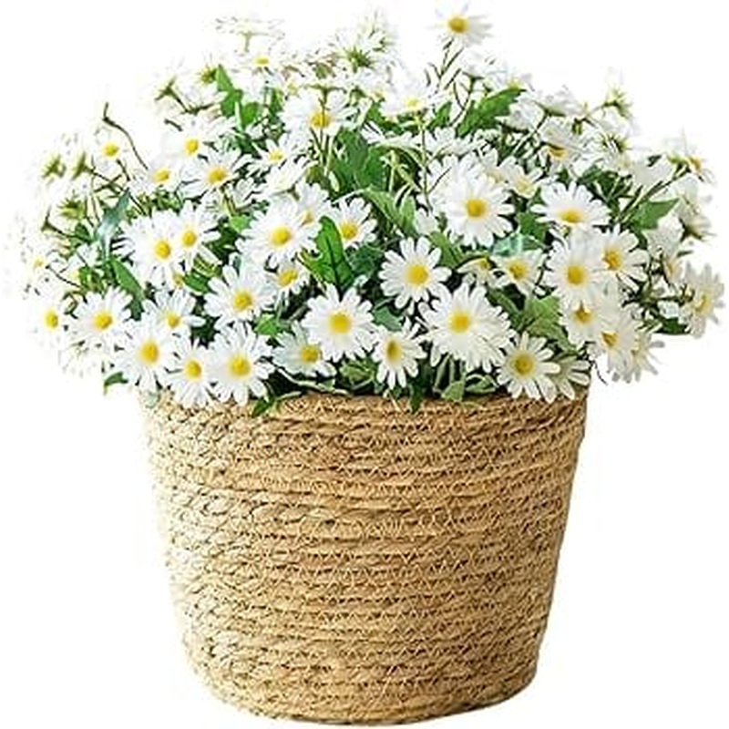 Charming Argyrathemum (Marguerite Daisy) in Basket