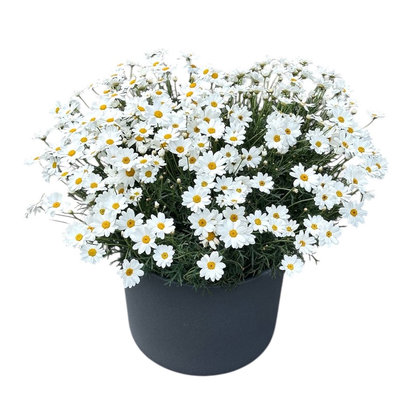 Cheerful Daisy Marguerite Poted Plant
