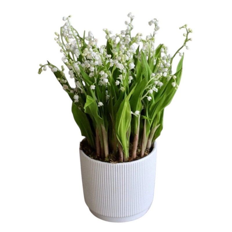Classic Pot of Luxury Lily of Valley with Roots