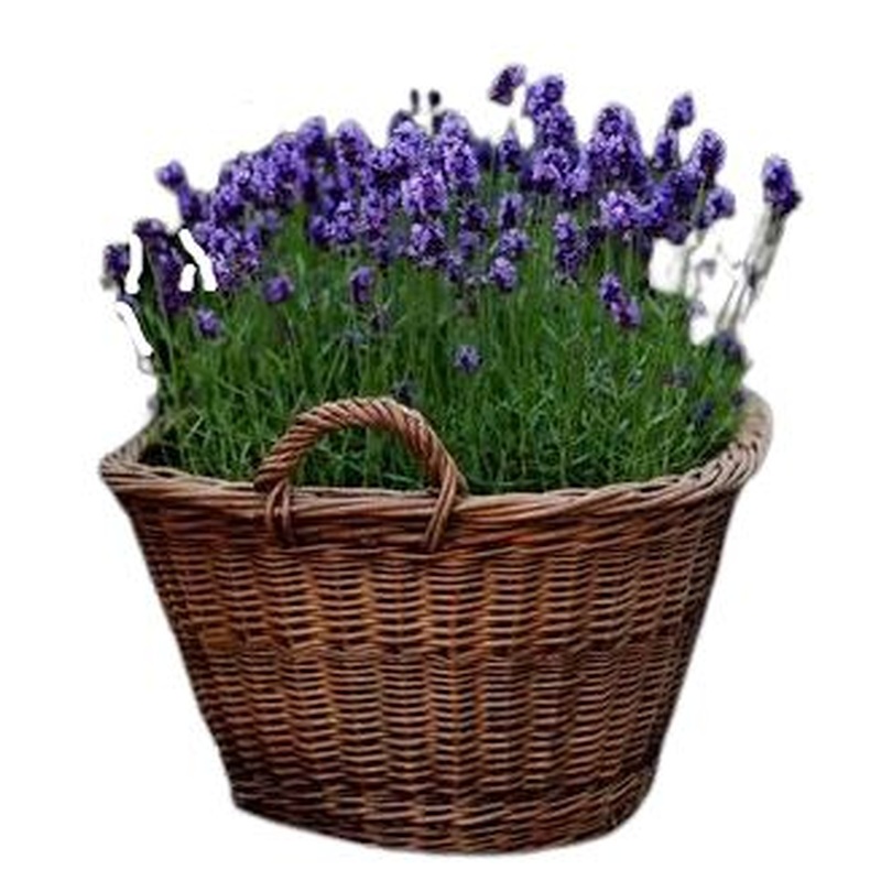 Lavendula in the Basket