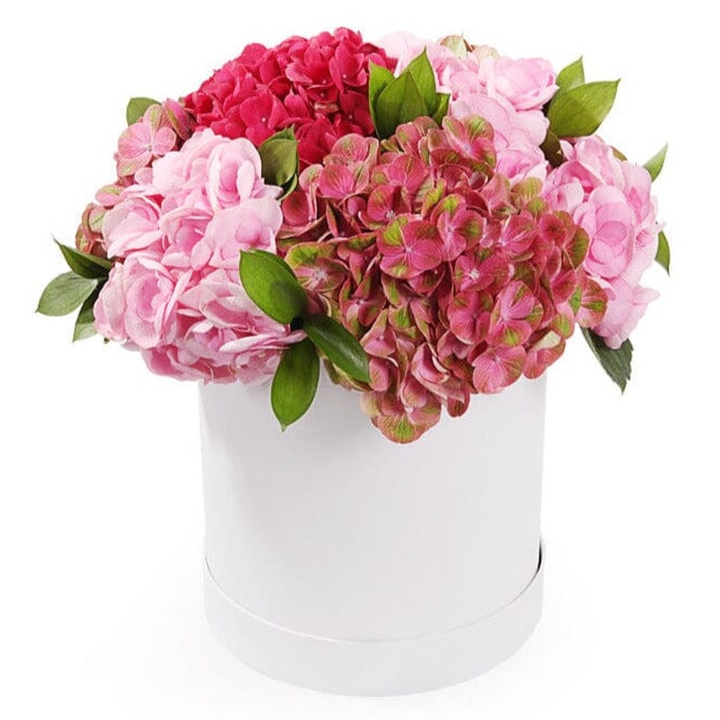 Pink Shades Hydrangea Box