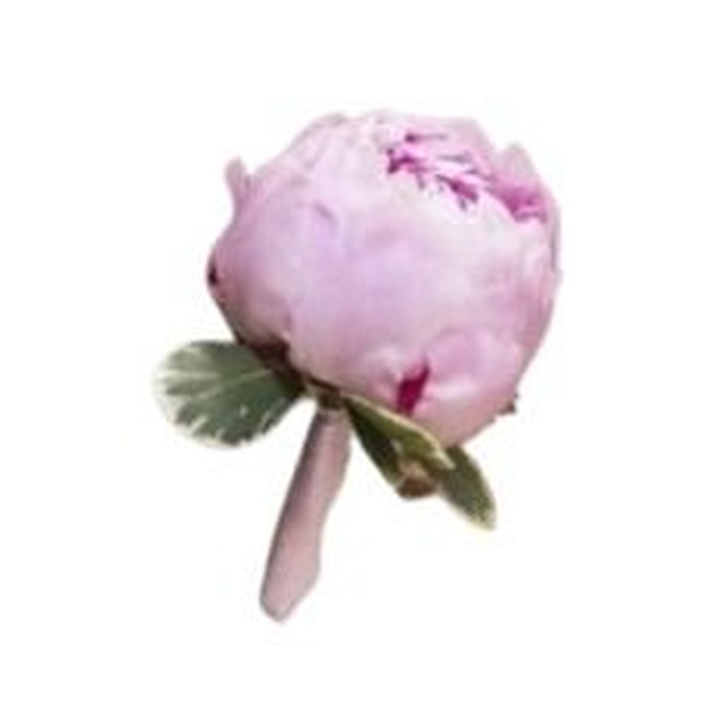 Peonies Buttonhole