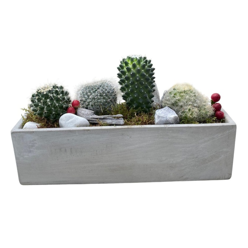 Assorted Cacti in Rectangular Cement Pot