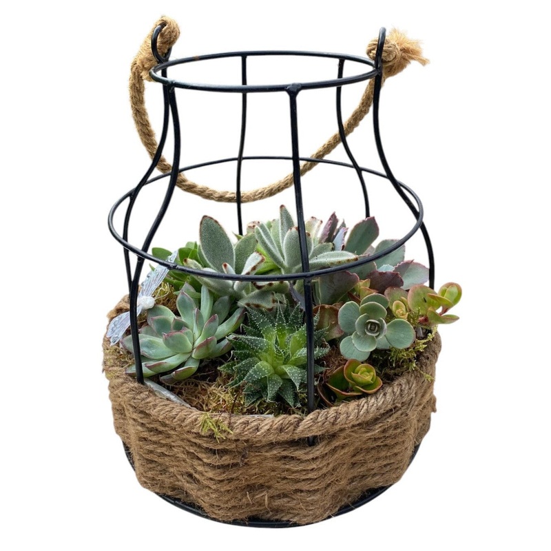 Creative Pot of Assorted Succulent