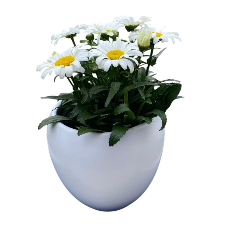 Daisy Leucanthemum in Ceramic Pot