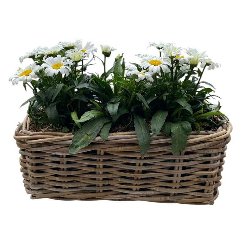 Daisy Leucanthemum in Rattan Basket