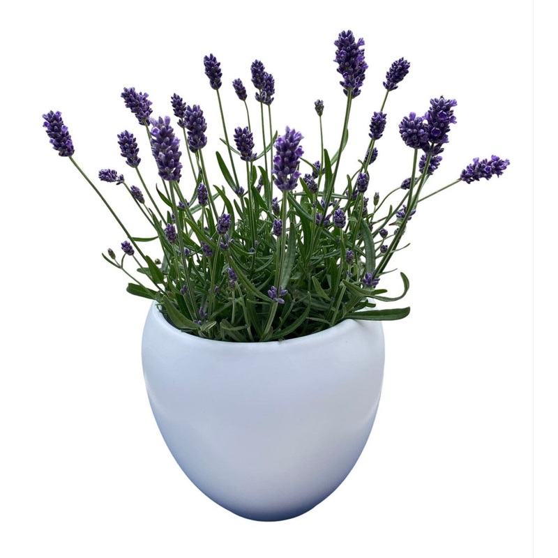 Decorative Fresh Lavender in Ceramic Pot