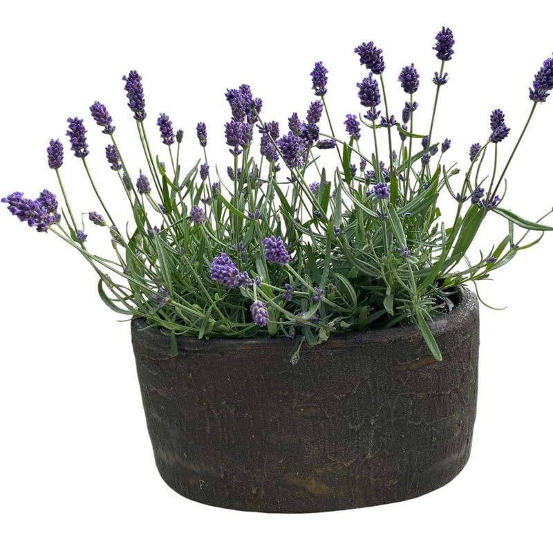 Fragrant Lavender in Elliptic Ceramic Pot