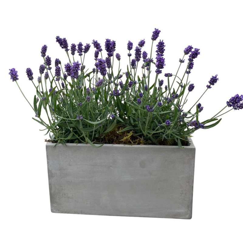 Lavender in Rectangle Cement Pot