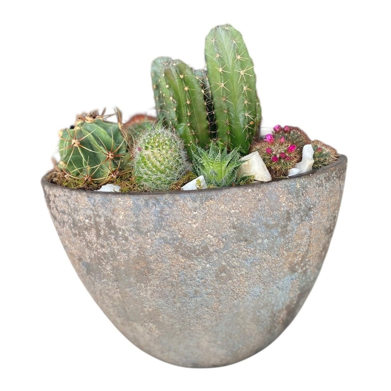 Luxury Cacti Arrangement in Ceramic Oval Pot