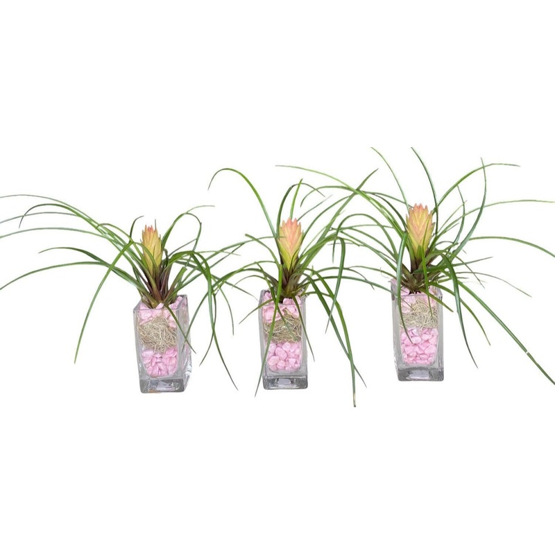 Mini Pink Tillandsia Trio Arrangement