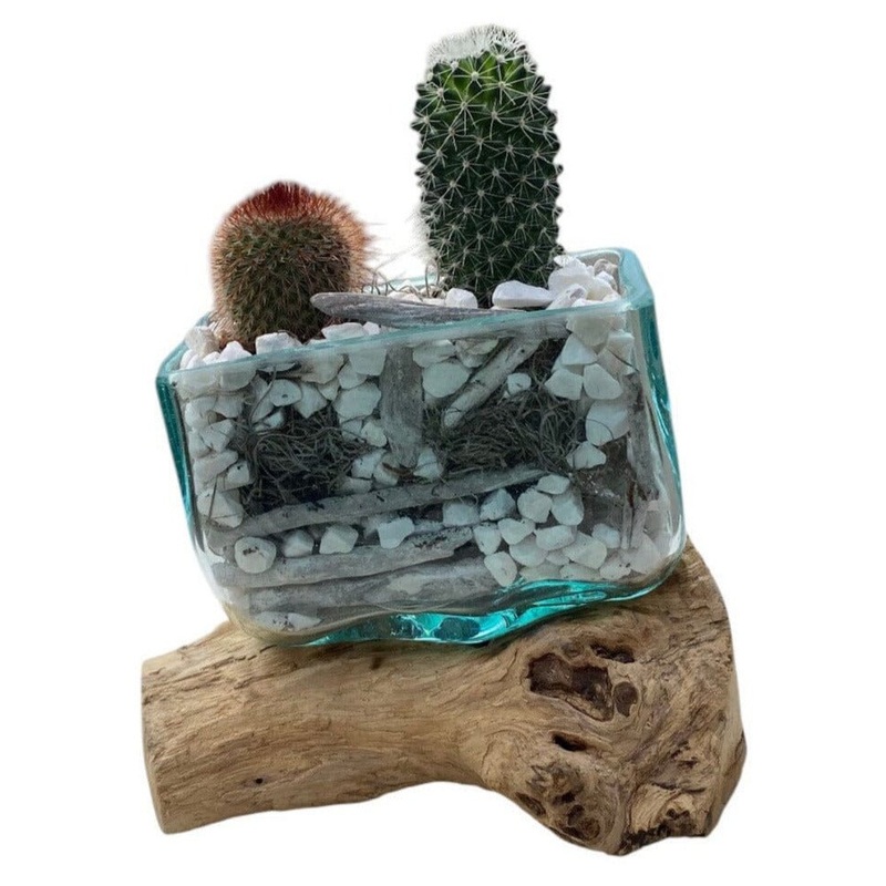 Rustic Cactus Arrangement on Wood