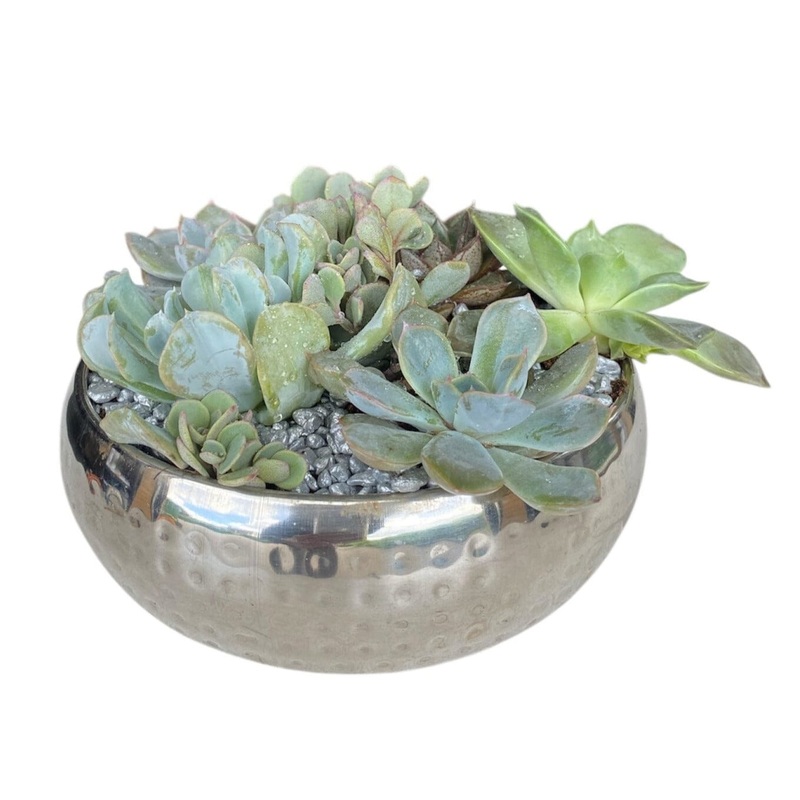 Silver Metal Pot of Succulent