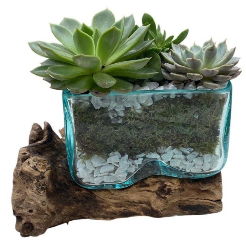 Succulent Arrangement in Glass Rectangle Pot on Wooden