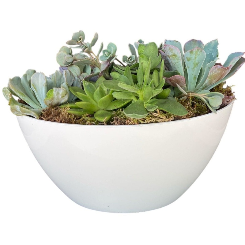 Succulent in White Oval Pot
